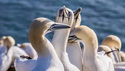 快手24小时业务日报：KS播放量低价自助表现